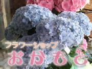 兵庫県三木市の花屋おかもと花店におこしください。